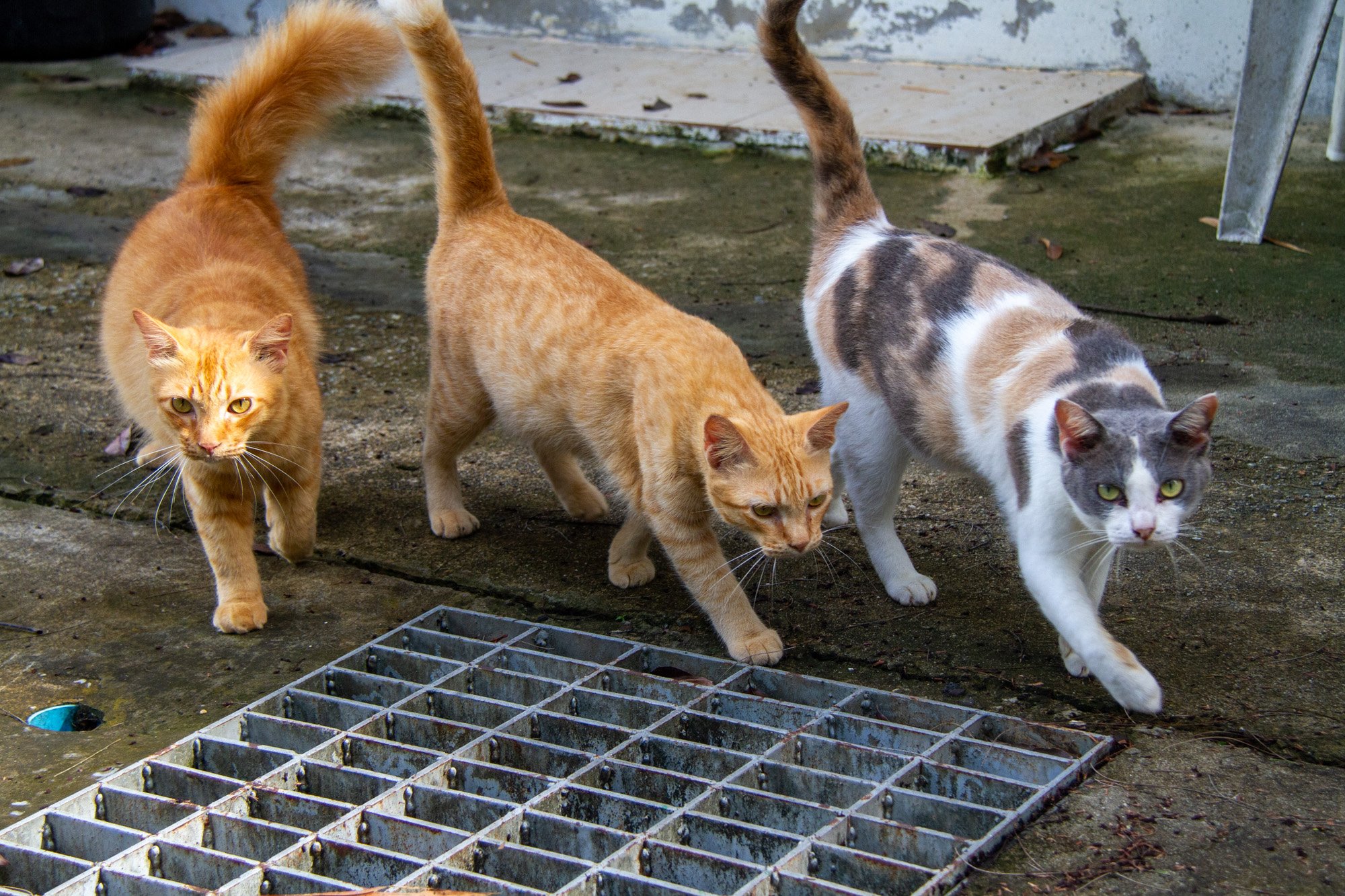 Stray cats roaming the streets of Phuket.