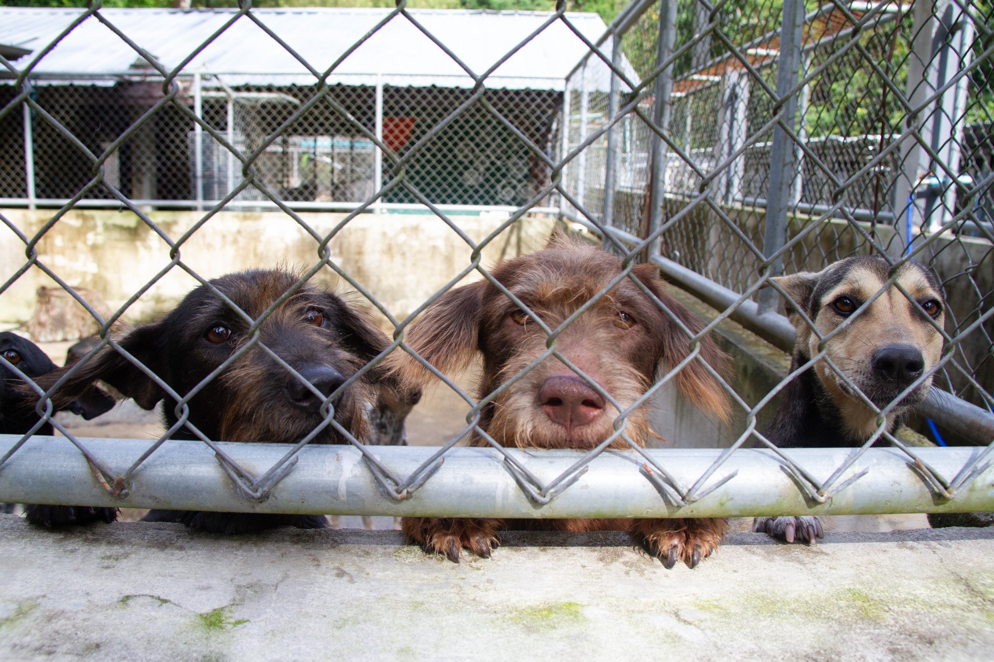 Curious puppies at the Phuket Dog Shelter.