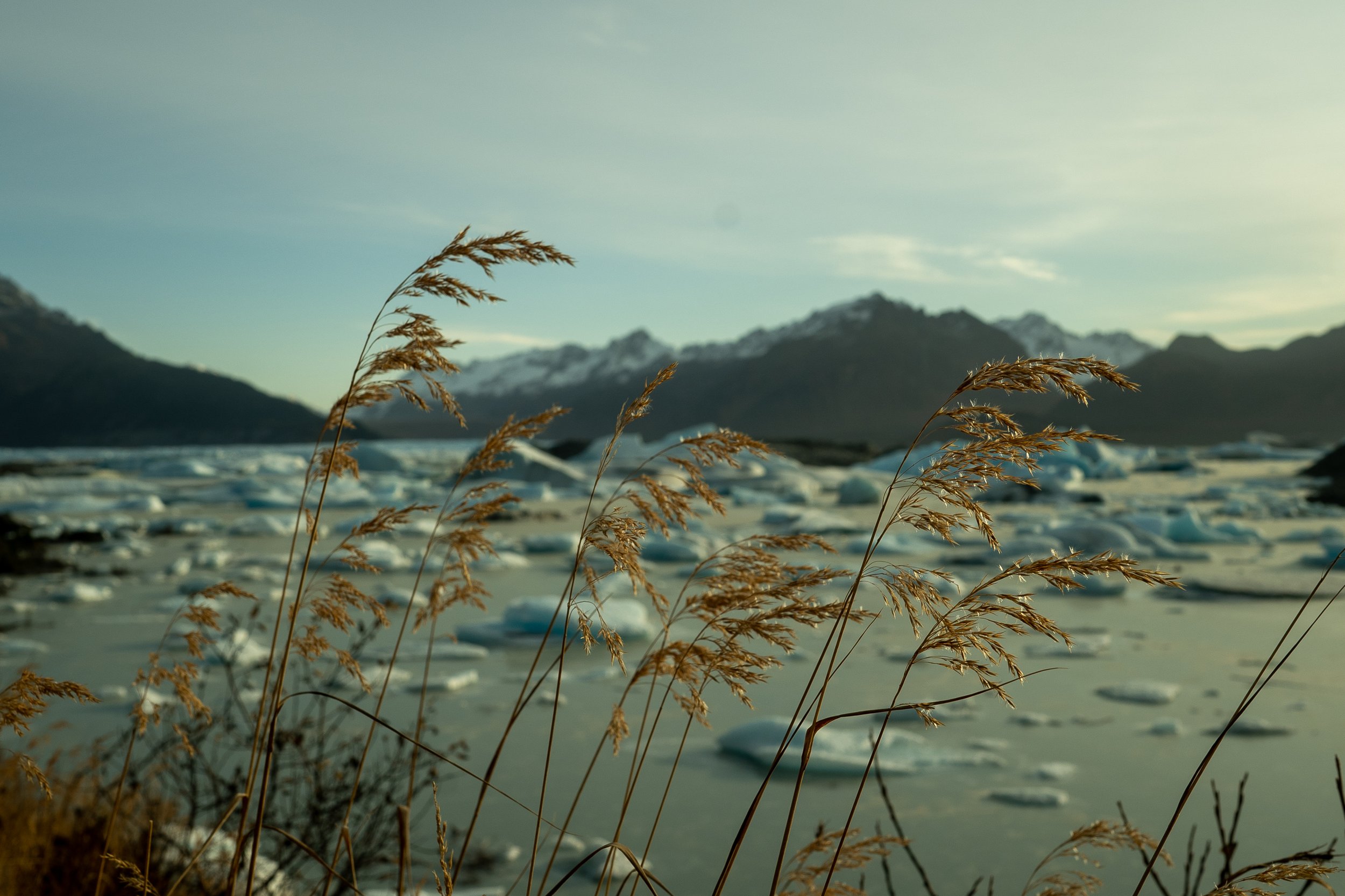 Wild grasses, with Sheridan Glacier in the distance.