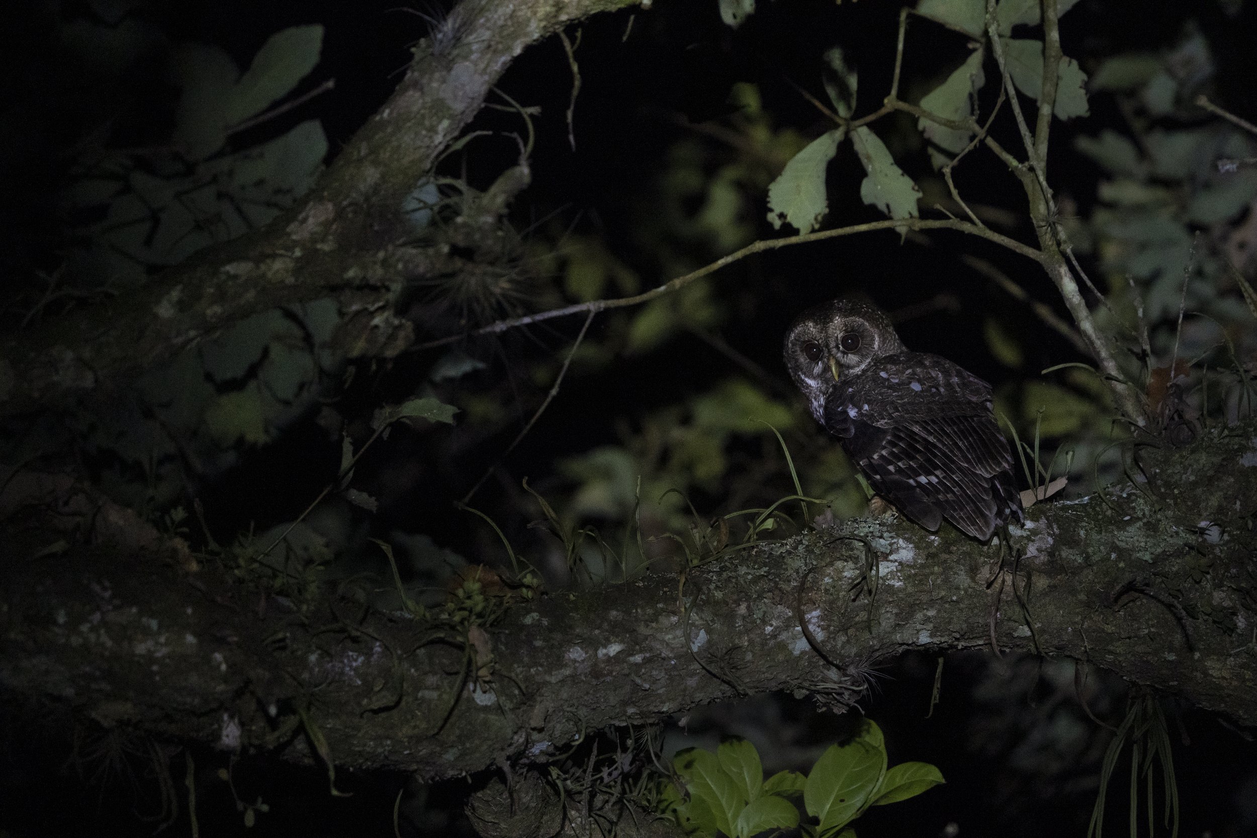 A Mottled Owl (Strix virgata), photographed at INECOL’s Cloud Forest Sanctuary in Xalapa, Veracruz, during an urban owl monitoring. Tamara Blazquez Haik.