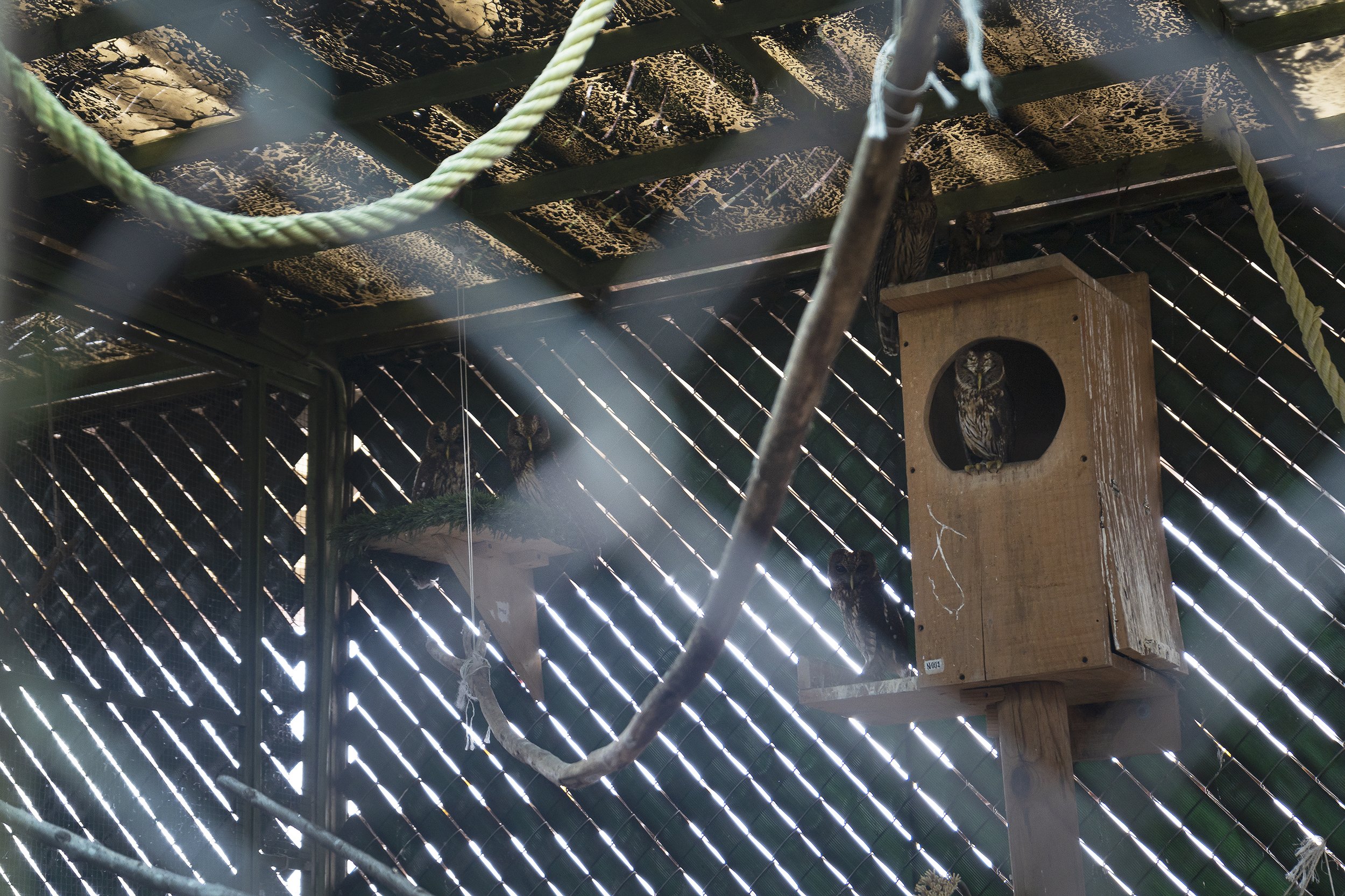 Owls being cared for at La Coruja. The injuries sustained by some of these birds will not allow for them to be returned to the wild, and as such, La Coruja is their forever home. Tamara Blazquez Haik.