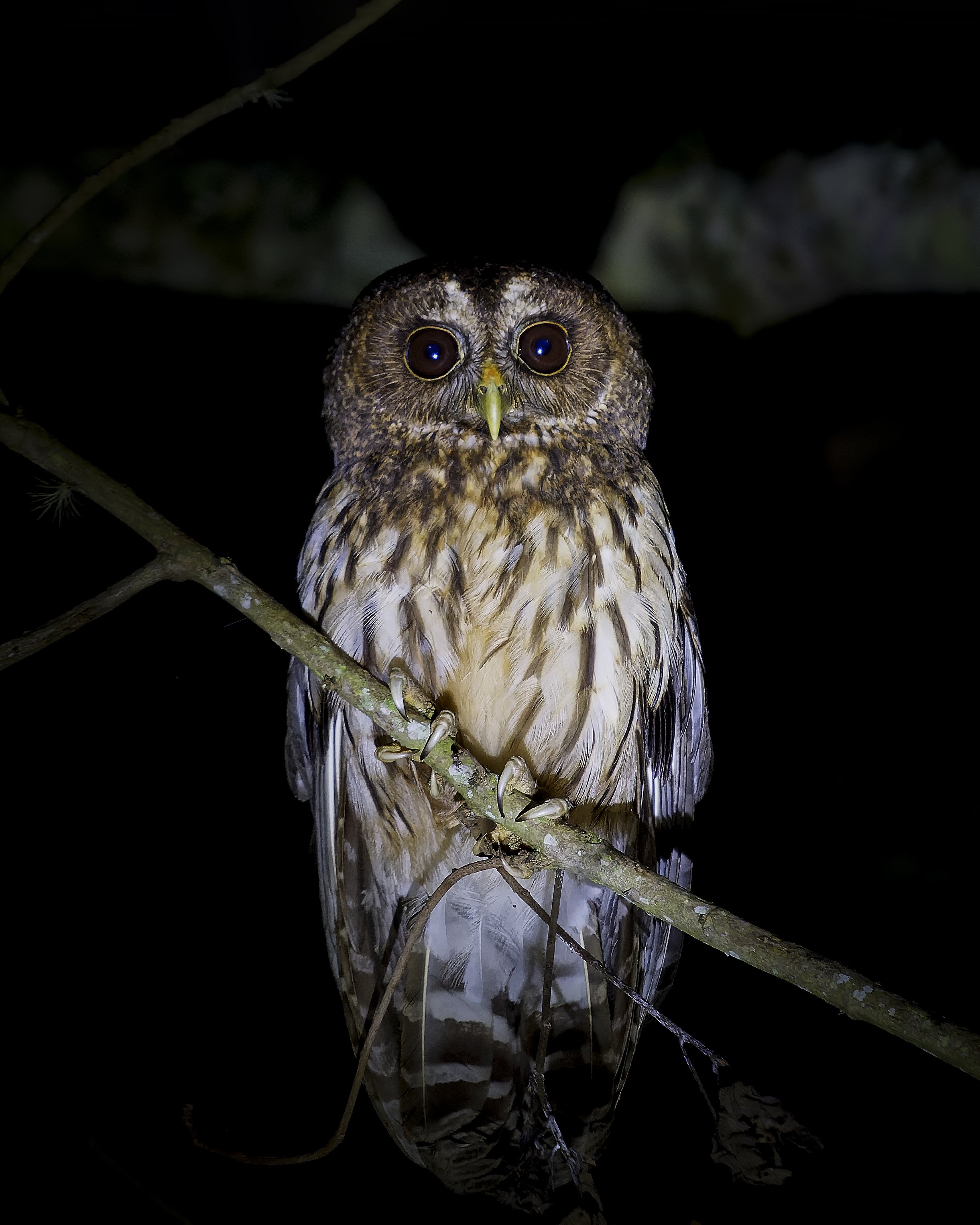 Front view of a Mottled Owl, which has amazing night vision that allows them to find prey in the dark. They play an important role in ecosystems by controlling animal populations. Miguel San Martín.