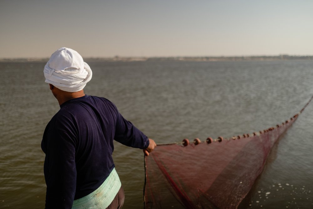 A fisherman on the shore, hauling in his bait net from the lake. Fayoum, Egypt. September 09, 2022.