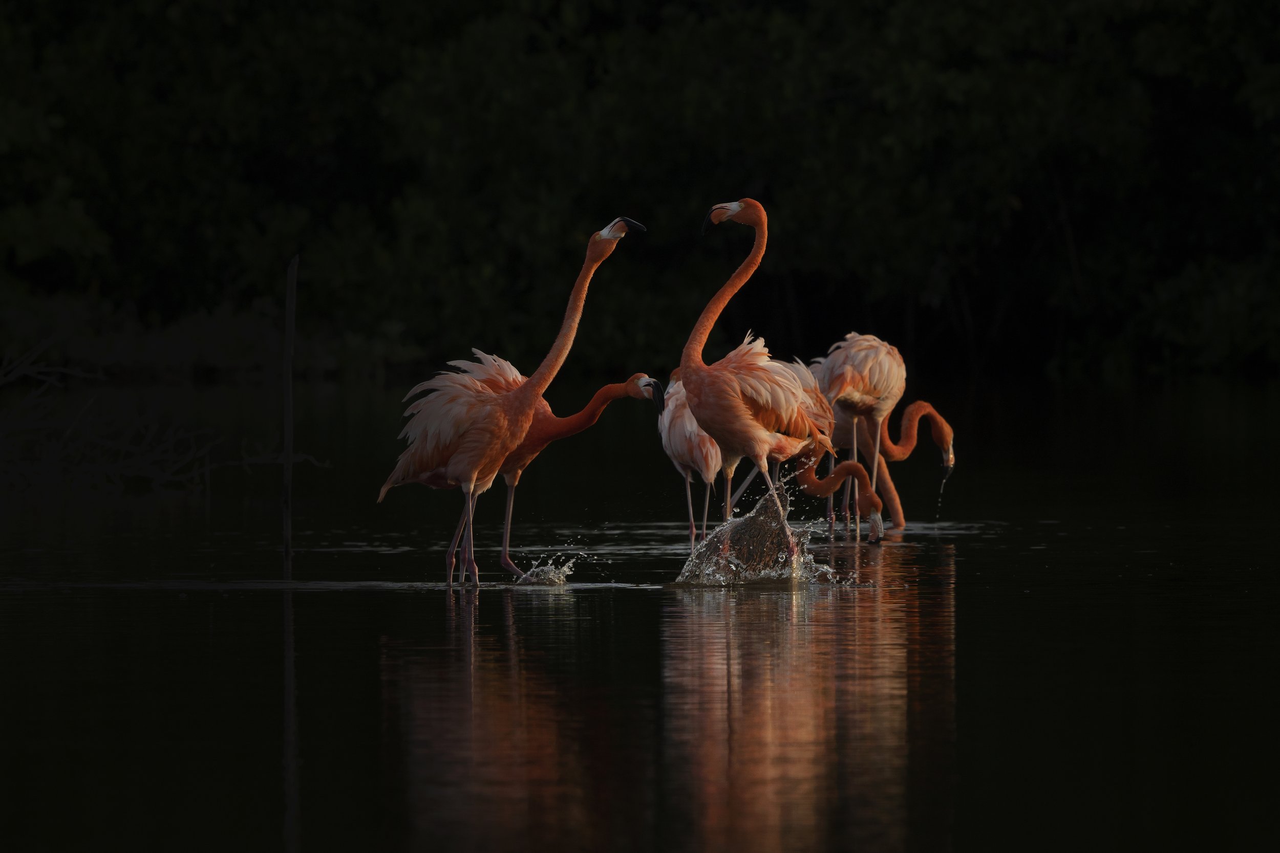  Flamingos compete for food in Yucatán’s mangrove forests.  Image by: Tamara Blazquez Haik . 