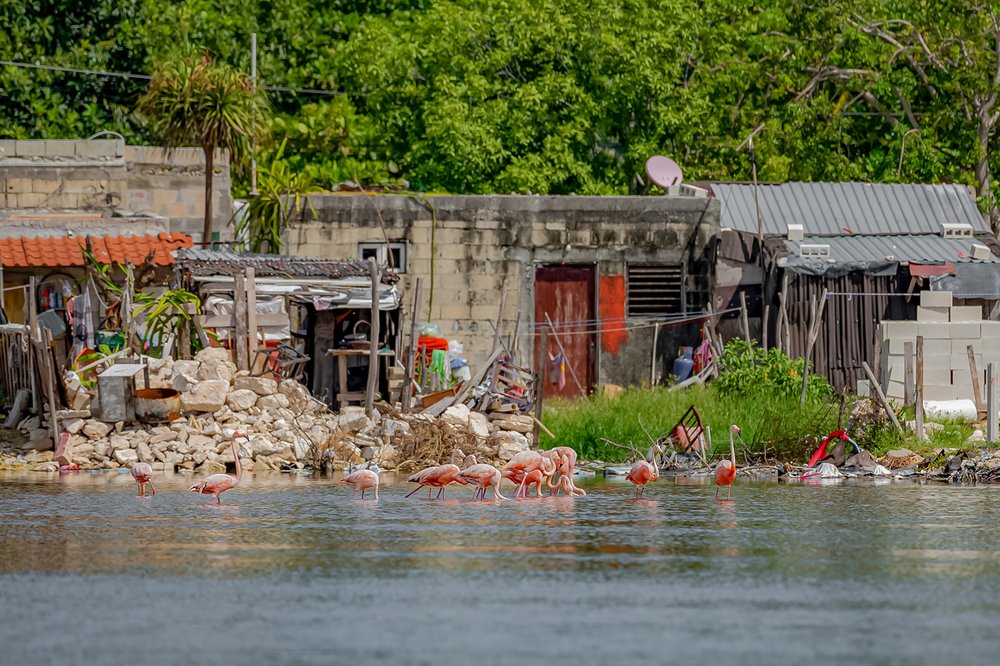  Flamingos resting near the homes that have been built on the shores of the wetlands.  Image by: Nelly Quijano.  