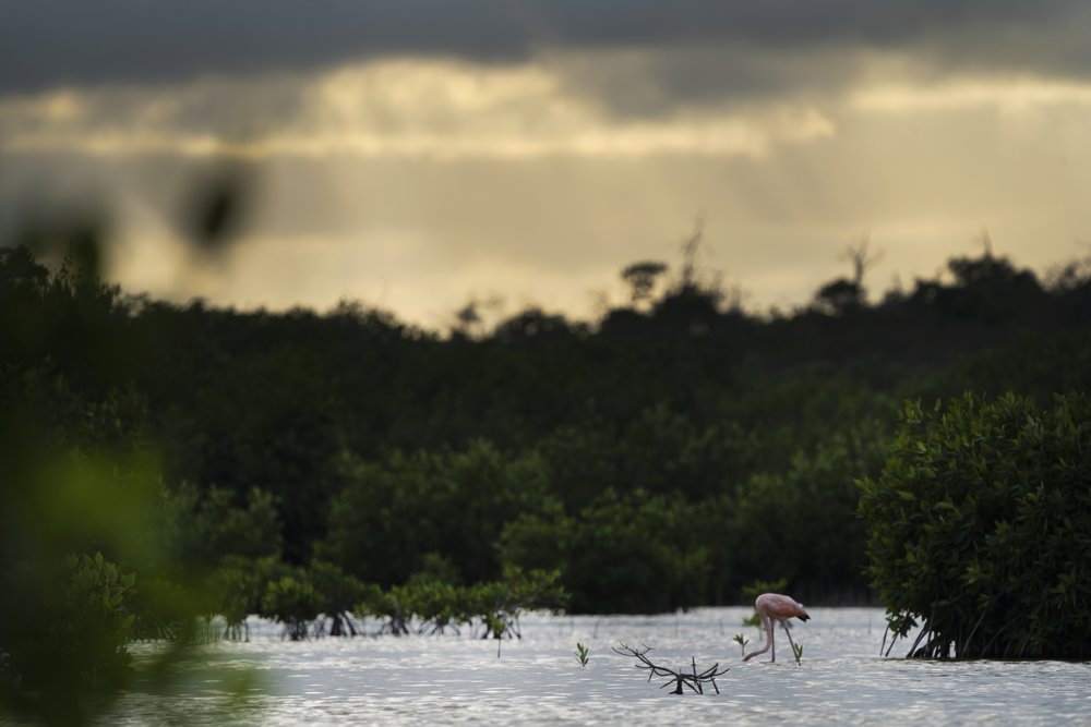  A juvenile flamingo searching for food in the wetlands and mangrove forests of Sisal in Northern Yucatán.  Image by: Tamara Blazquez Haik.  