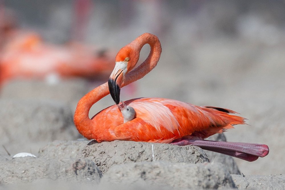  The Yucatán Peninsula is home to the only flamingo population in Mexico. Because of this, their reproduction is closely supervised by conservationists and local communities.  Image by: Fernanda Linage.  