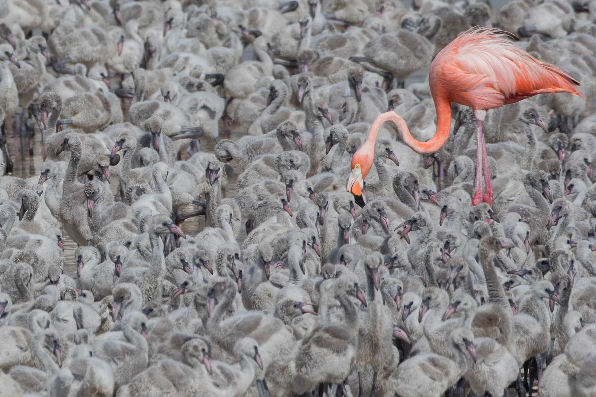  Chicks gather in large groups called crêches (French for "crib"). At feeding time, parents are able to find their own chicks in the crêche.   Image by: Fernanda Linage.  