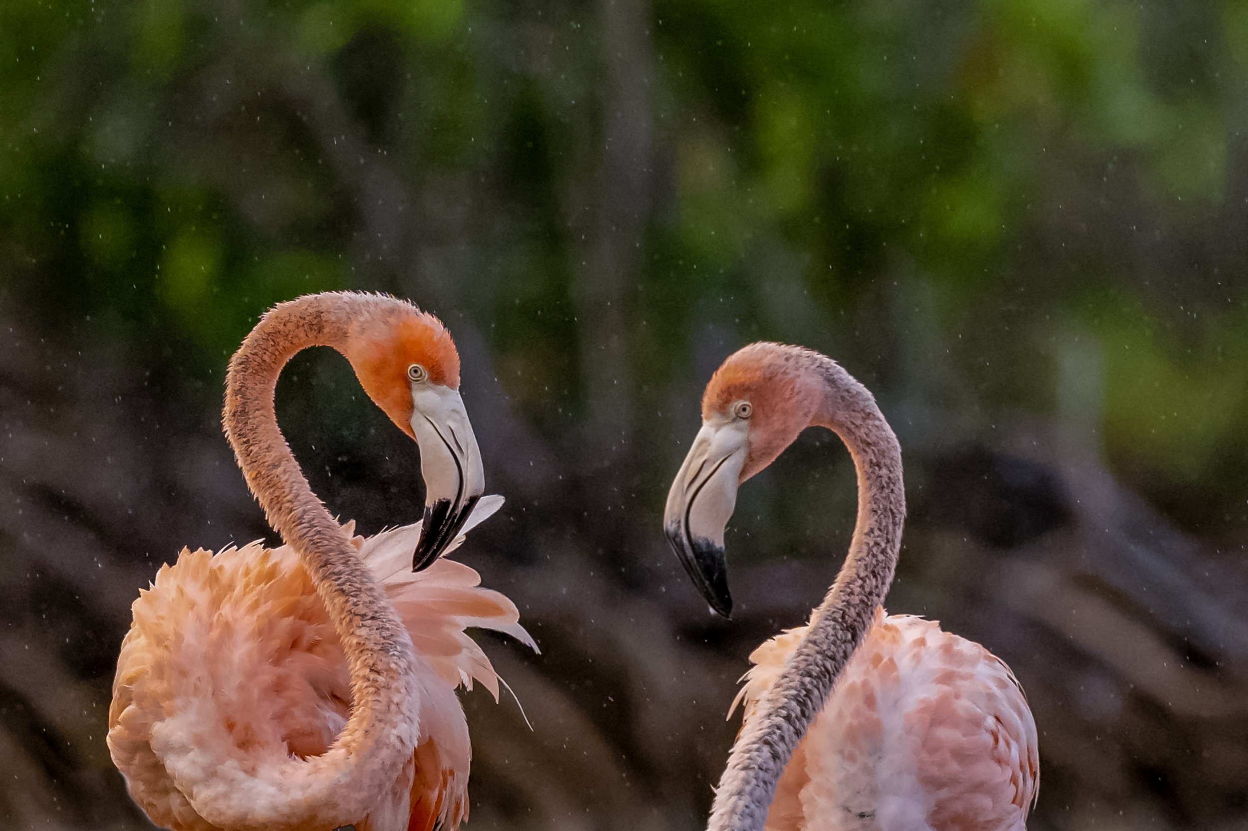  A pair of flamingos.  Image by: Nelly Quijano.  