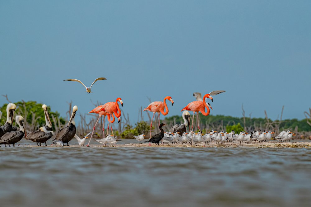  Many different species rely on wetlands in Yucatán in order to survive.  Image by: Nelly Quijano.  