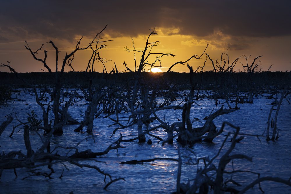  The wetlands of the Yucatán Peninsula.  Image by: Tamara Blazquez Haik.  