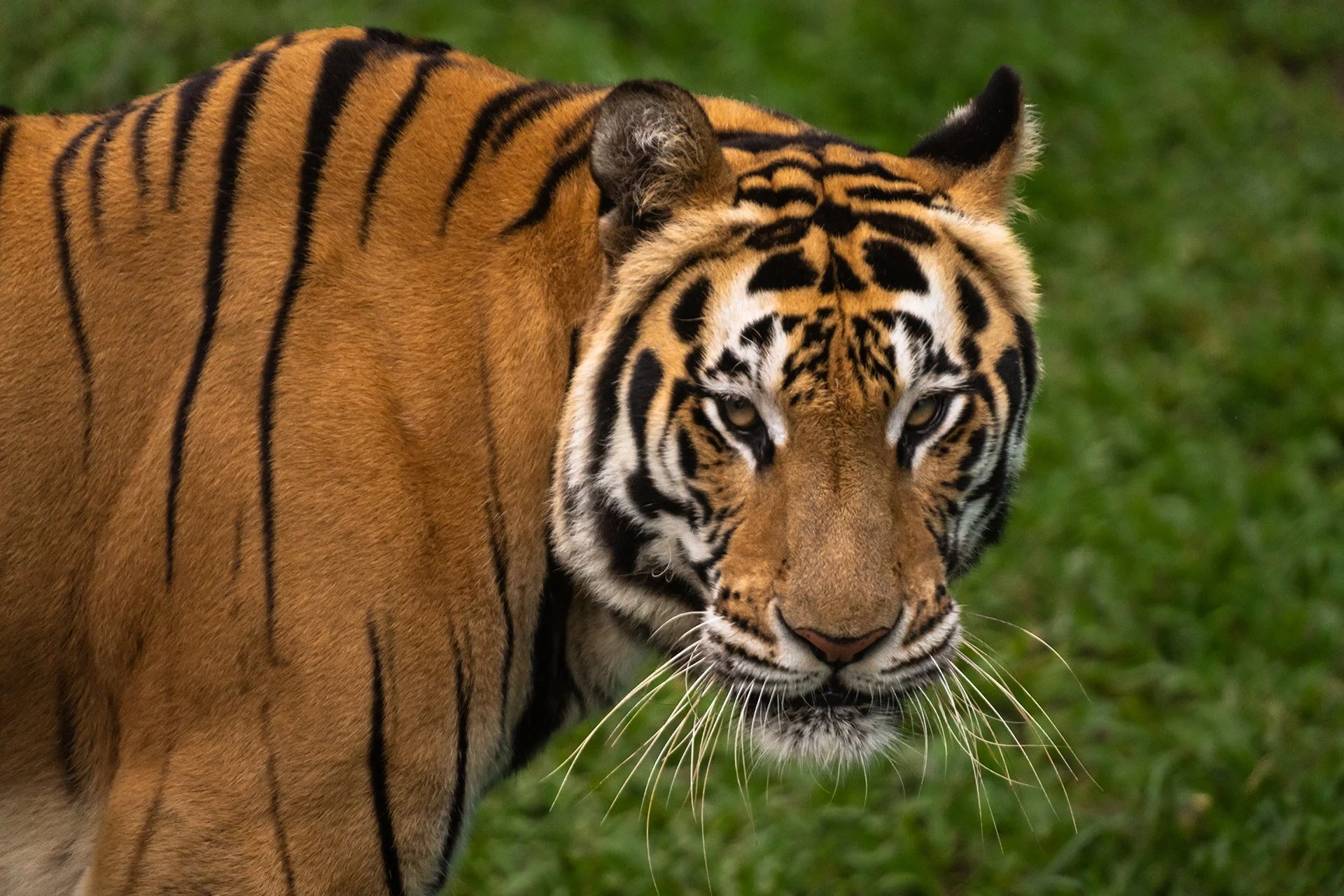 DanielleDaSilva-SumatranTiger.jpg