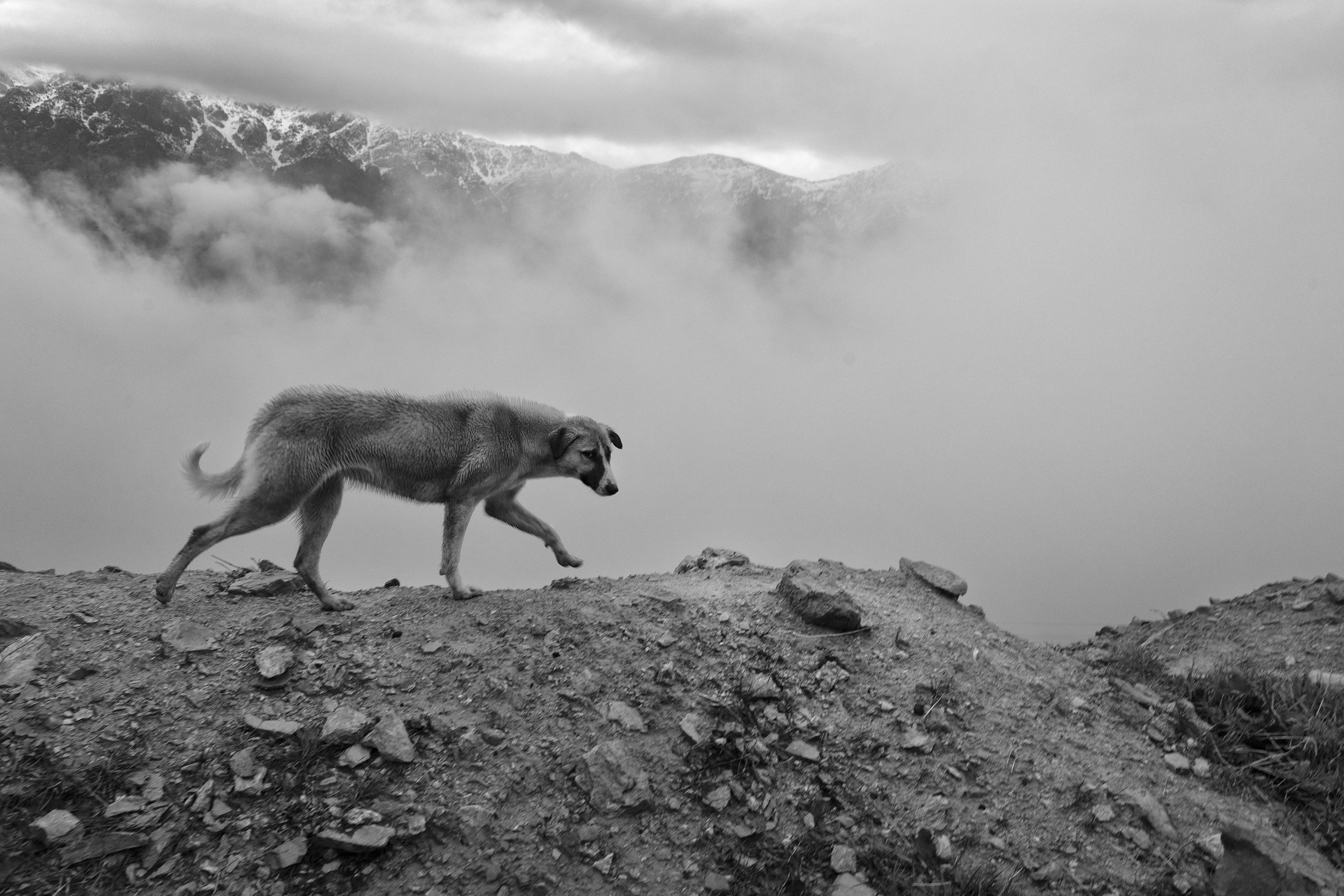 01- Ebrahimalipoor -  Bullets have no borders13.JPG