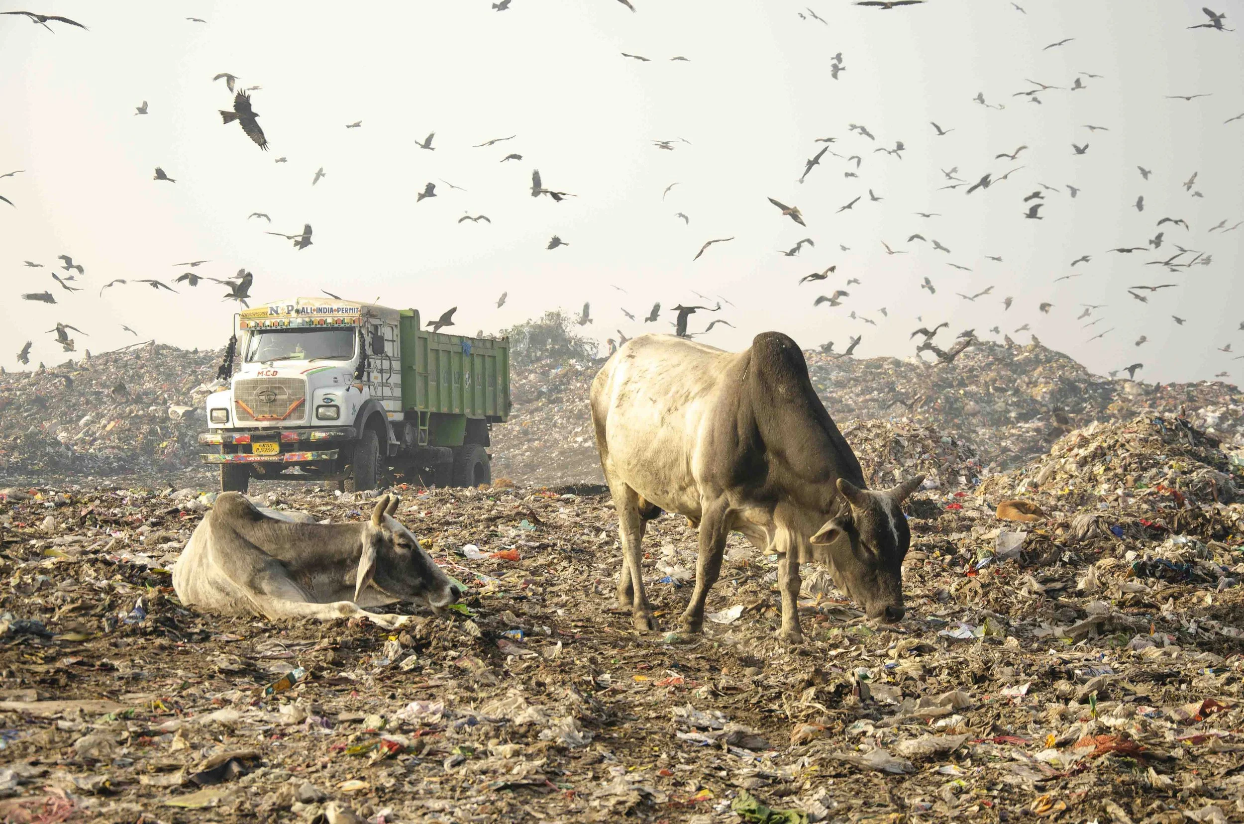 14_Abhishek_Ghazipur Dumping Yard.jpg