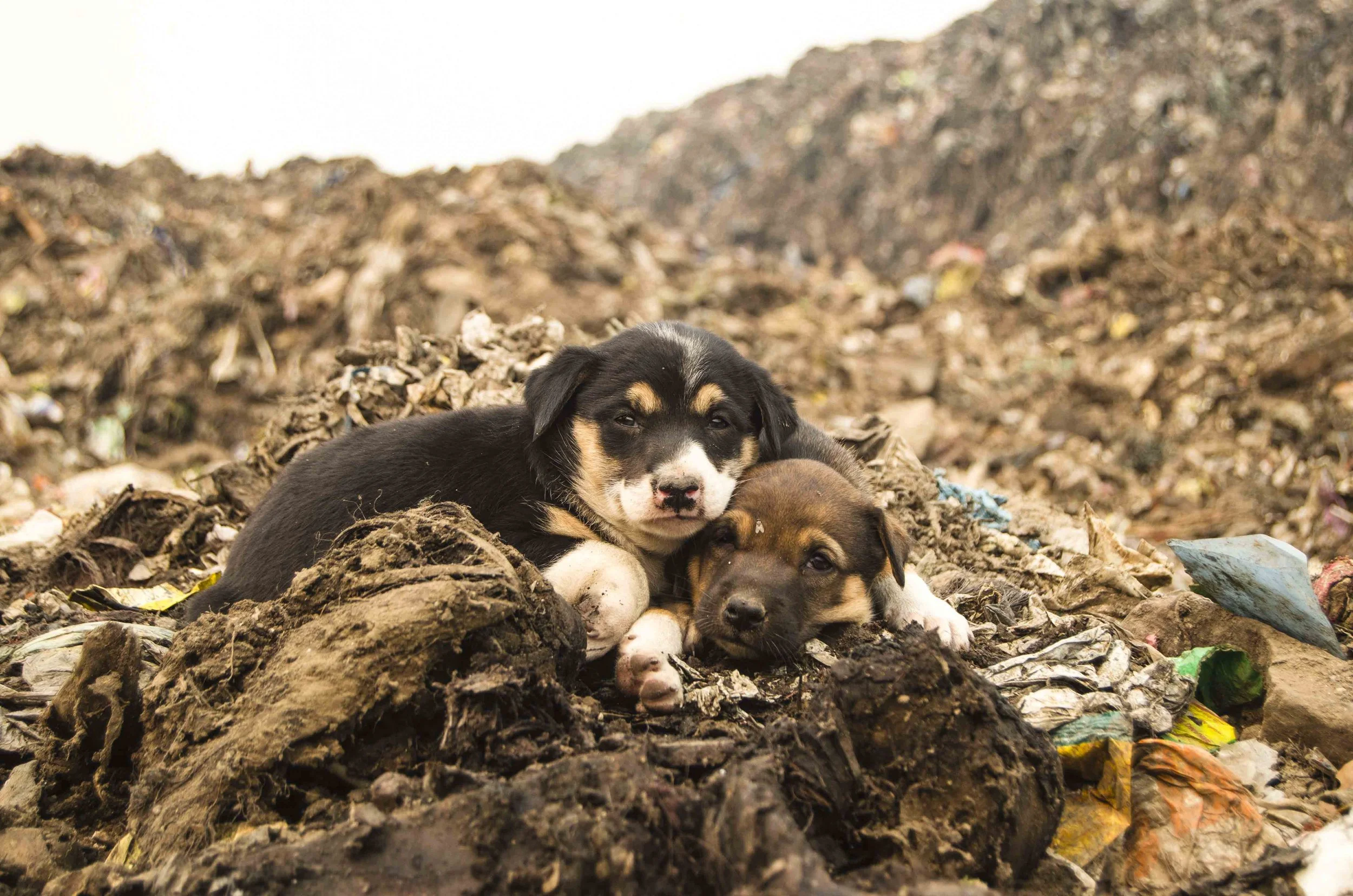 13_Abhishek_Ghazipur Dumping Yard.jpg