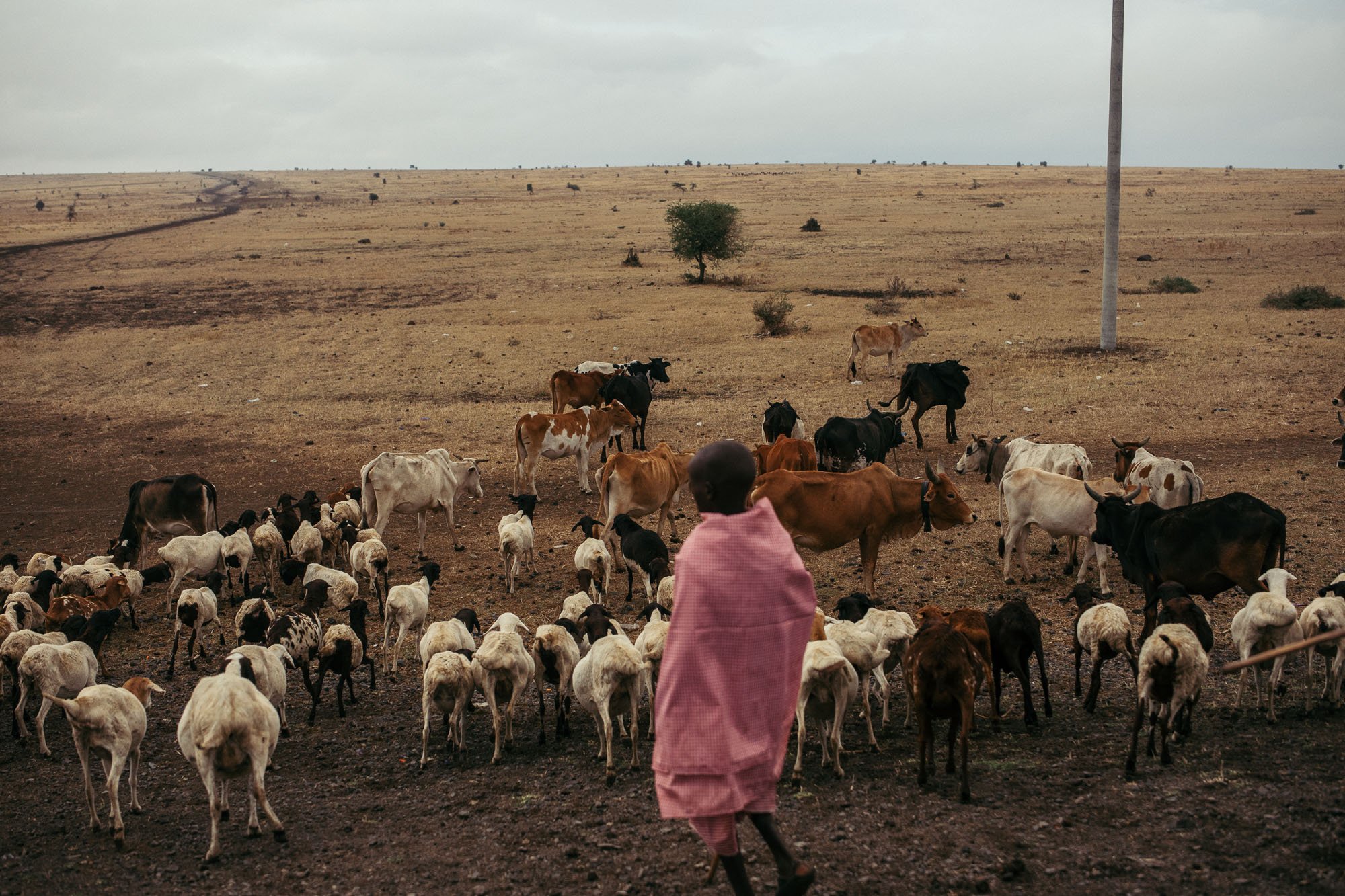 THE SAFARIS AND CARBON-CREDIT PROJECTS THREATING THE SERENGETI’S MAASAI