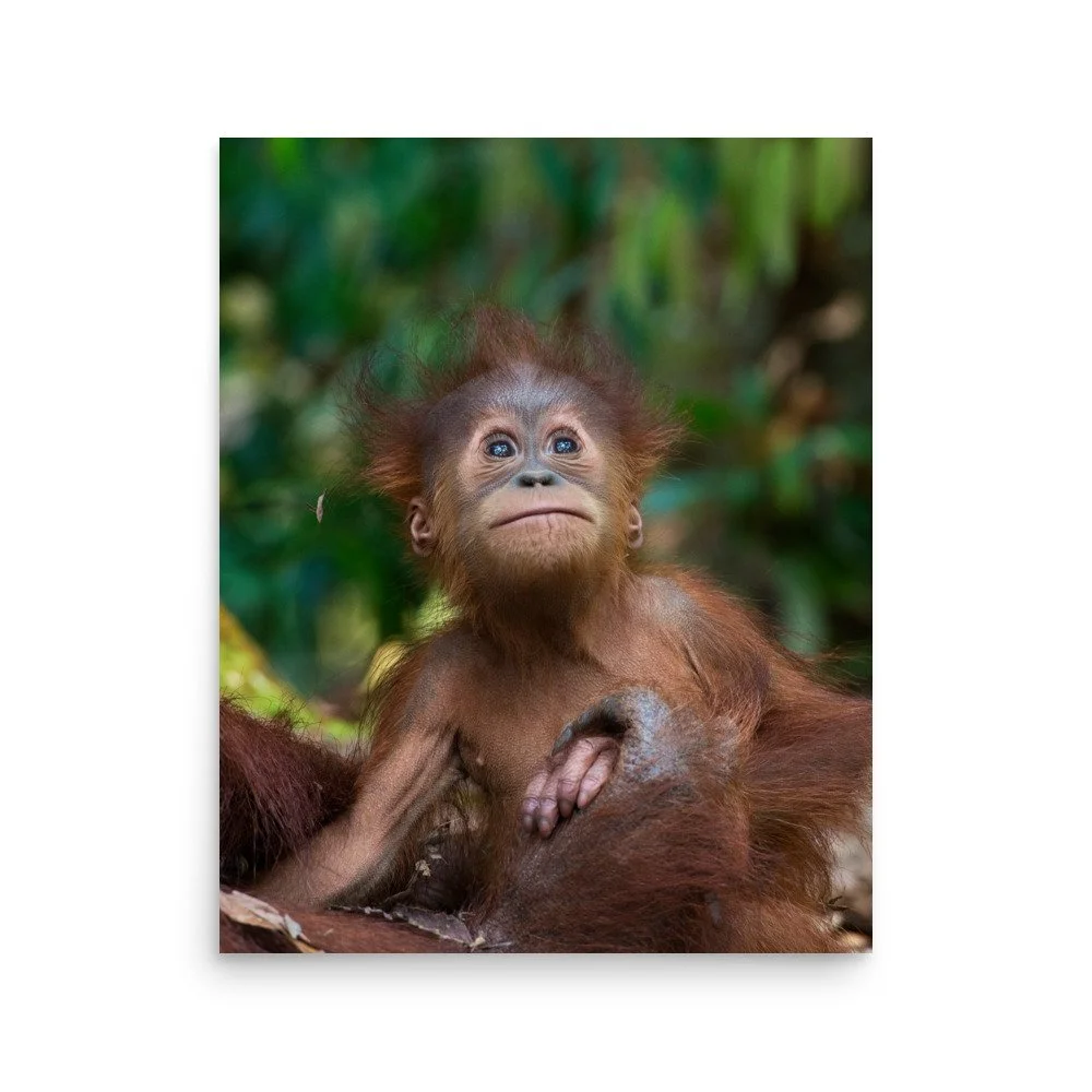 enhanced-matte-paper-poster-(in)-16x20-front-6ac96b0541643.jpg