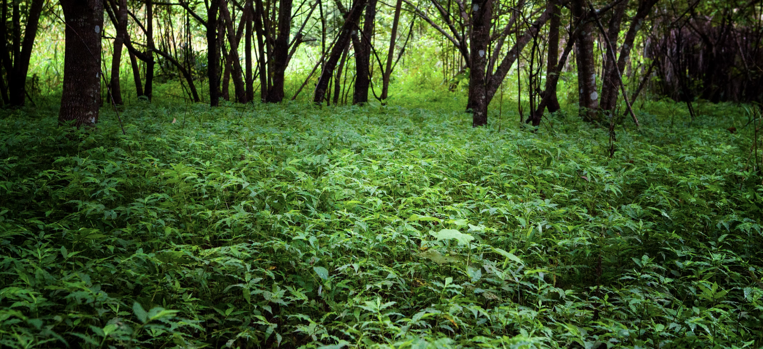 Captura de pantalla 2025-06-13 a la(s) 2.47.14 p.m..png