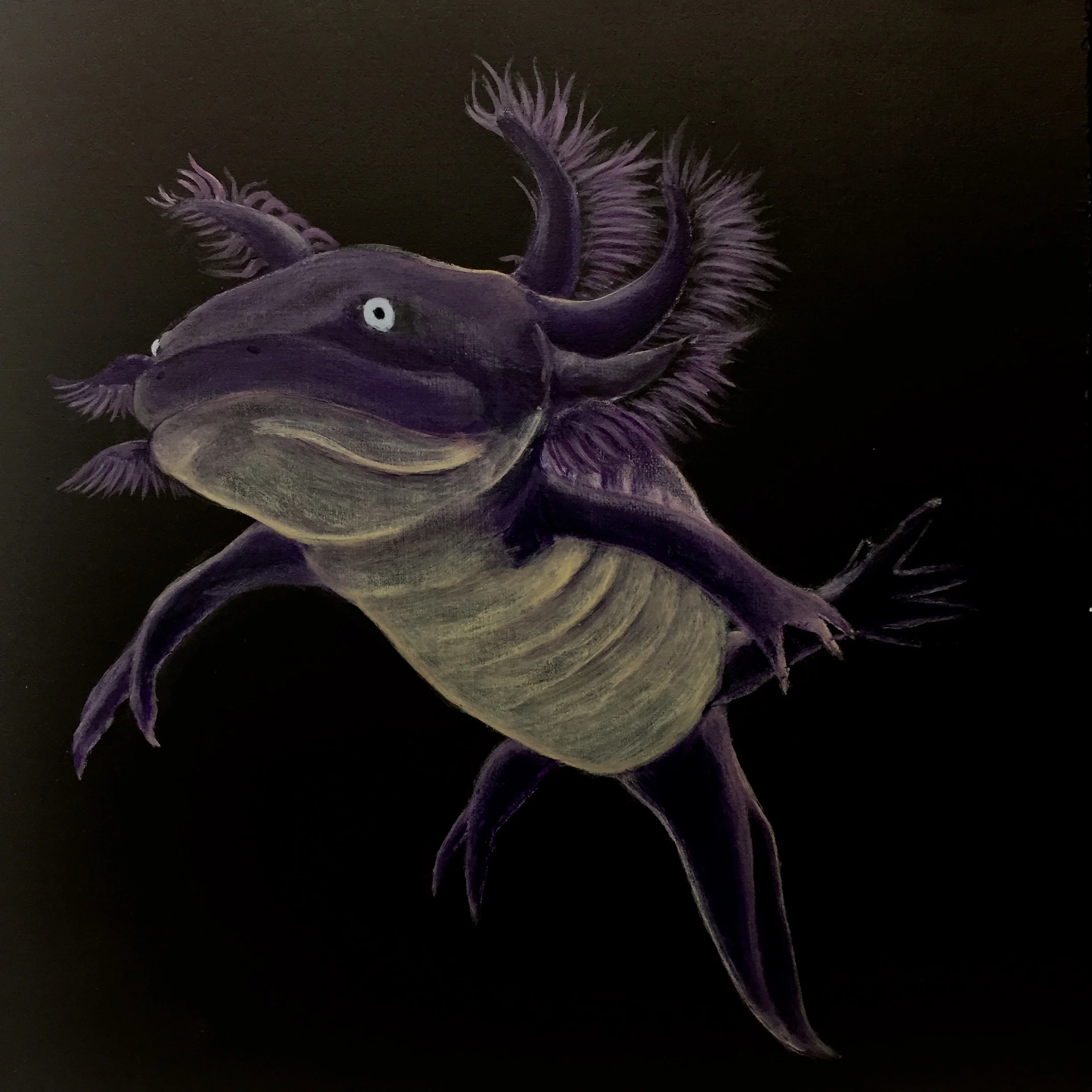 Axolotl 1