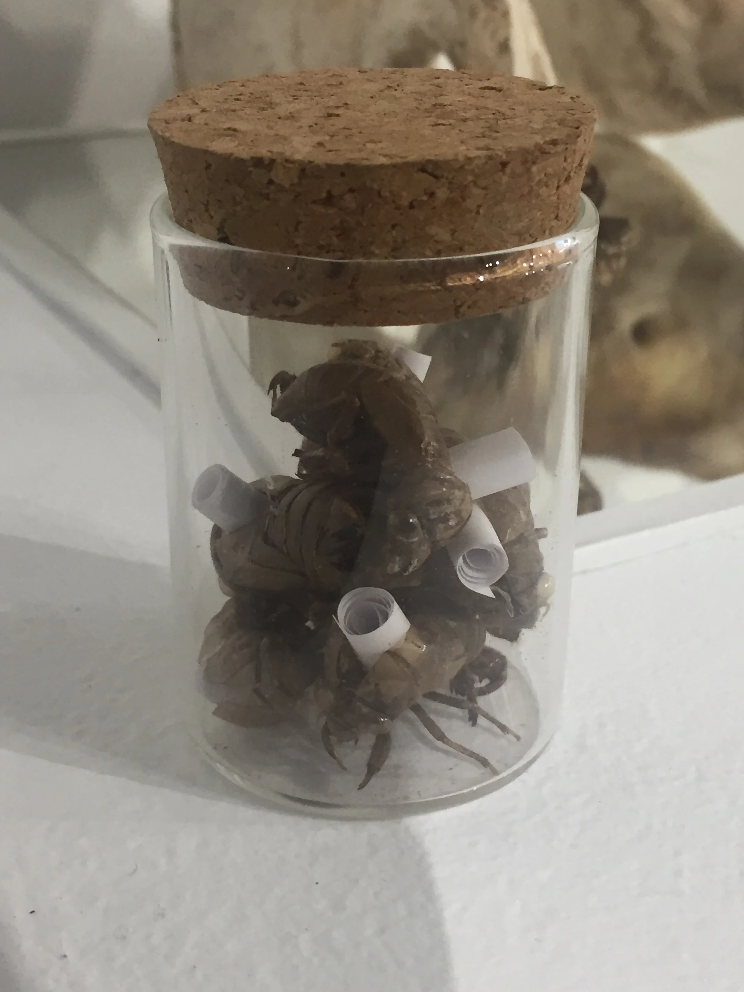  Jar of Hearts, 2019, cicada shells and rolled up paper, ink, 2x2x3 