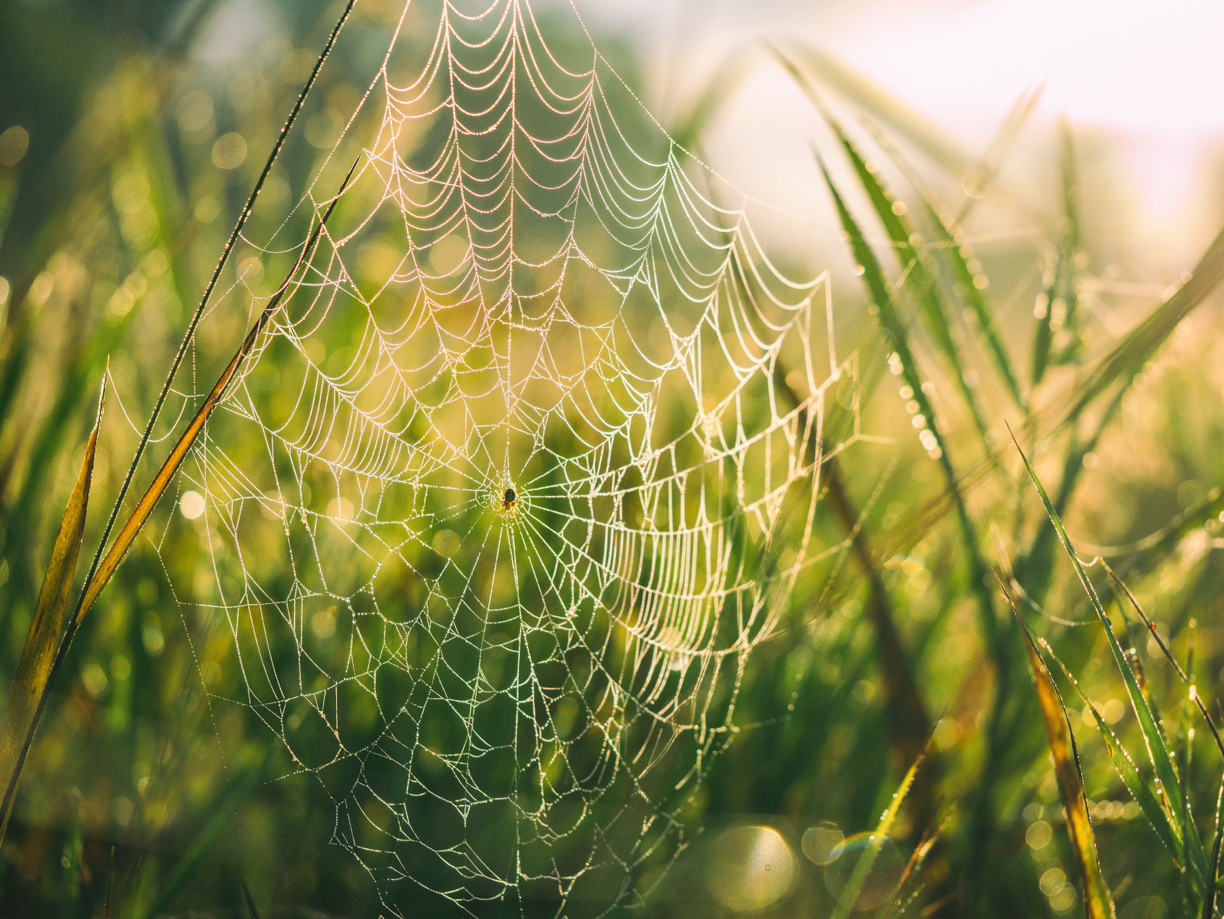 web-spider-search-marketing.jpg