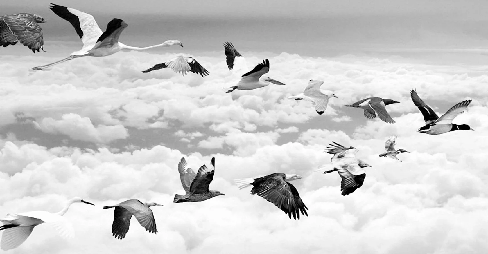 hd_wallpaper_Birds_Flying_In_Row_Wallpaper-1680x1050.jpg