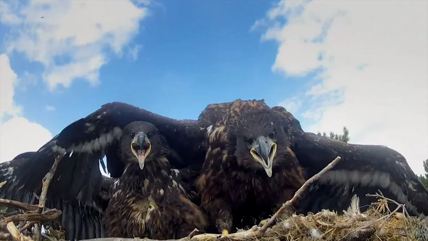 2013 – The Second Wave