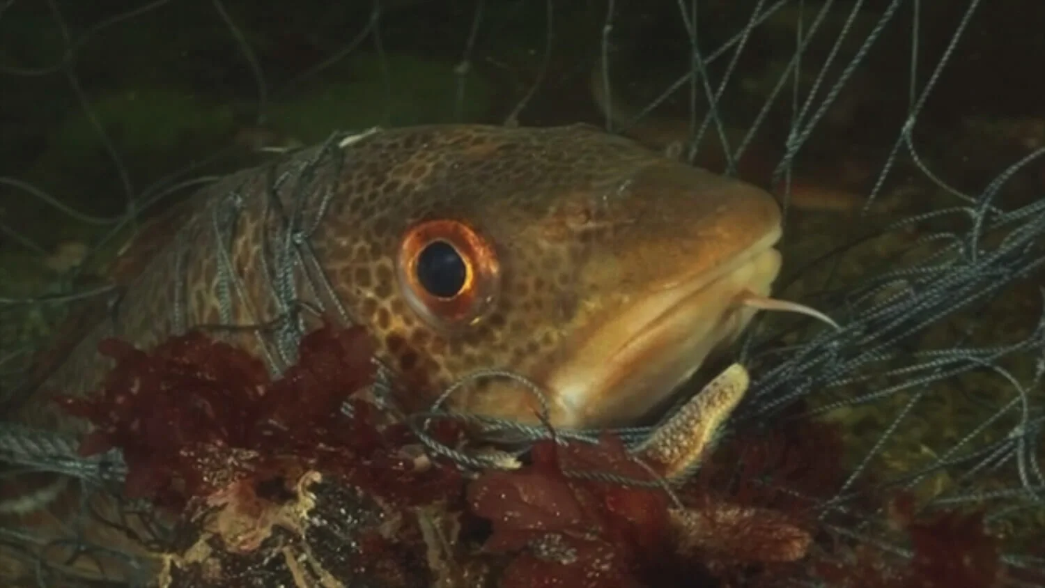 2009 – For Cod’s Sake