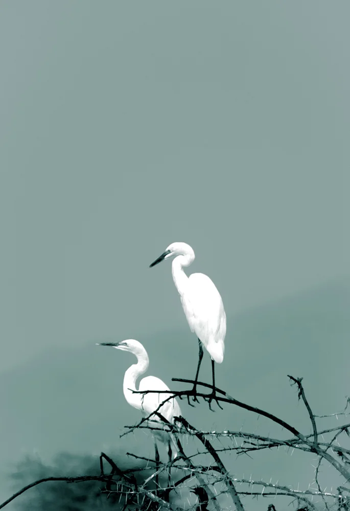Egrets at an African Waterhole