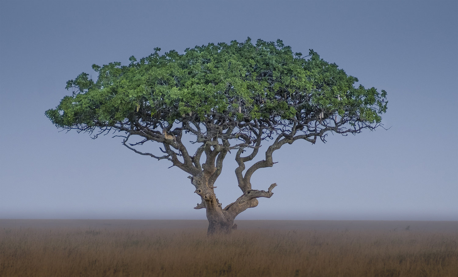 Leopard in the Tree