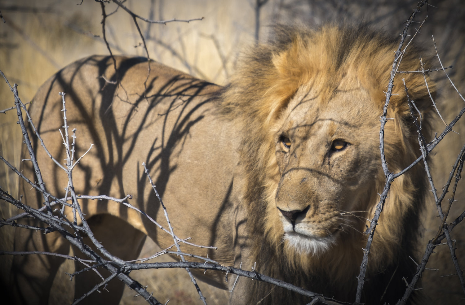 Lion in the Shadow Stalking