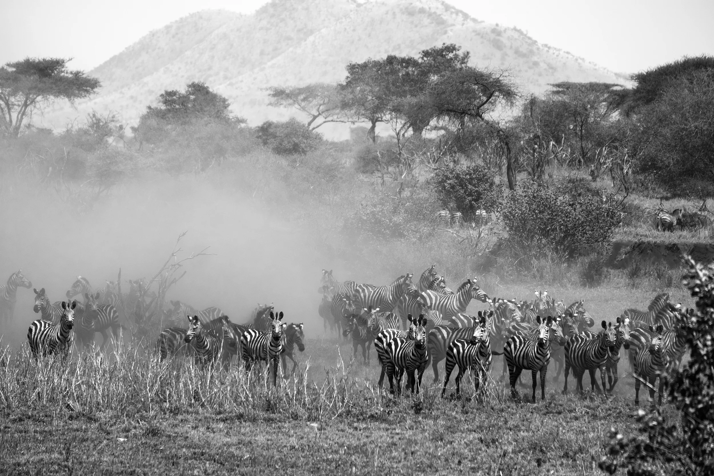 Equus Quagga Migration