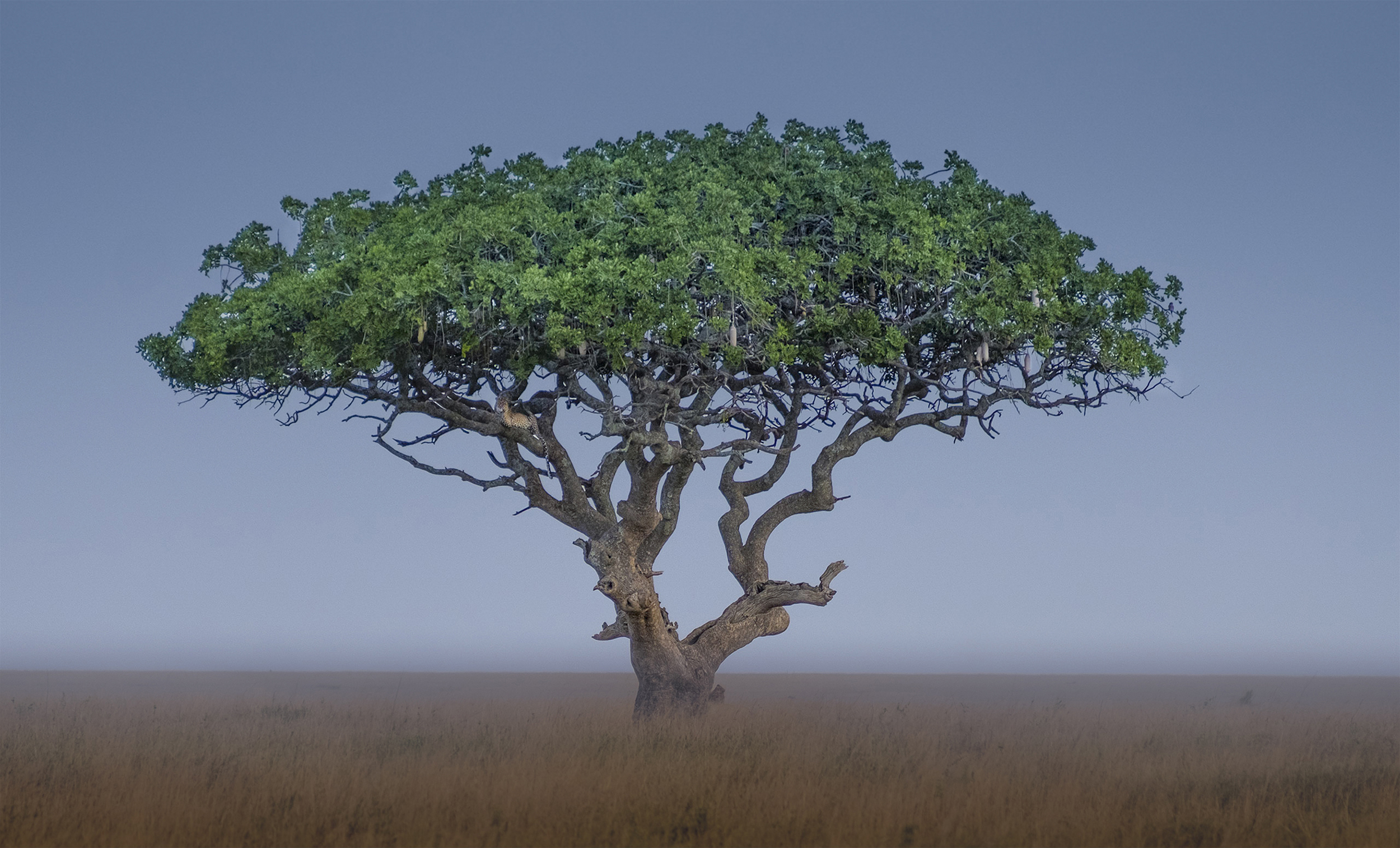 Leopard in Acacia Tree