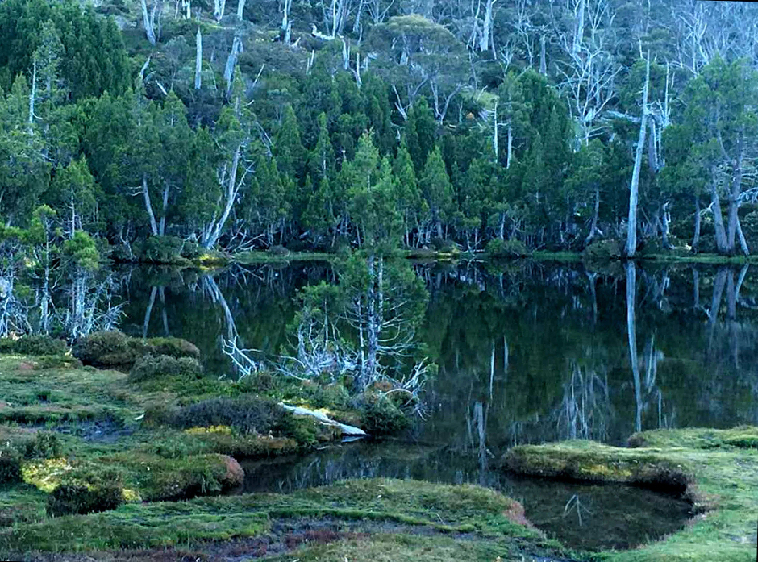 Tarn with Pencil Pines