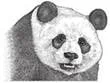 PANDA PATRIOT, LLC
