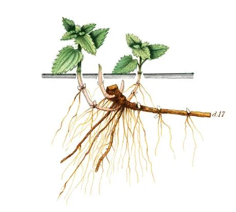 Brennesle/Stornesle (Urtica dioica)