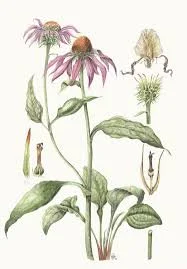 Rød Solhatt/Purpursolhatt (echinacea purpurea)