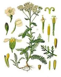 Ryllik (Achillea millefolium)