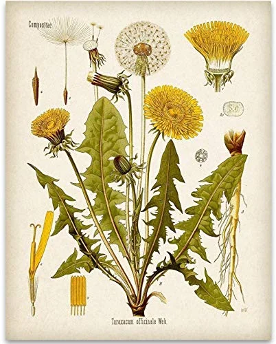 Løvetann (taraxacum officinale)
