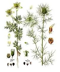 Svart Karvefrø/Svartfrø (Nigella Sativa)