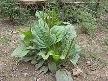 Groblad (Plantago major)