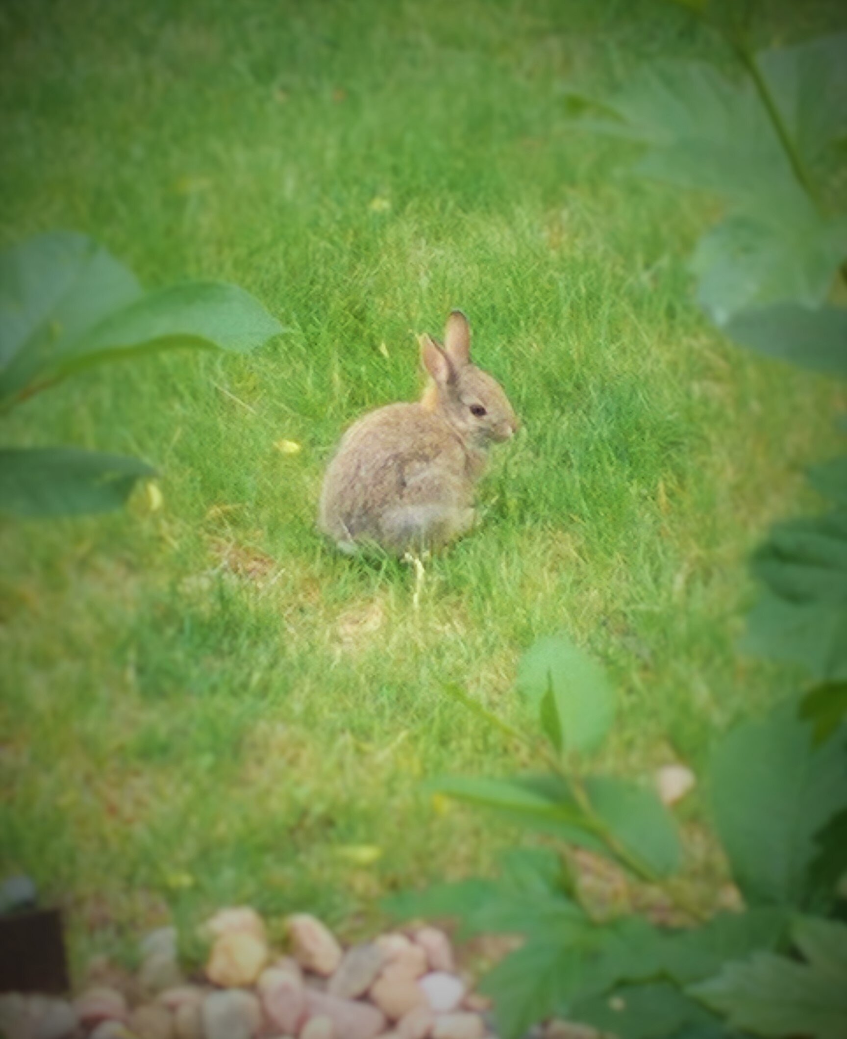 Baby+Rabbit.jpg