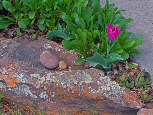 first+tulip+040512.jpg