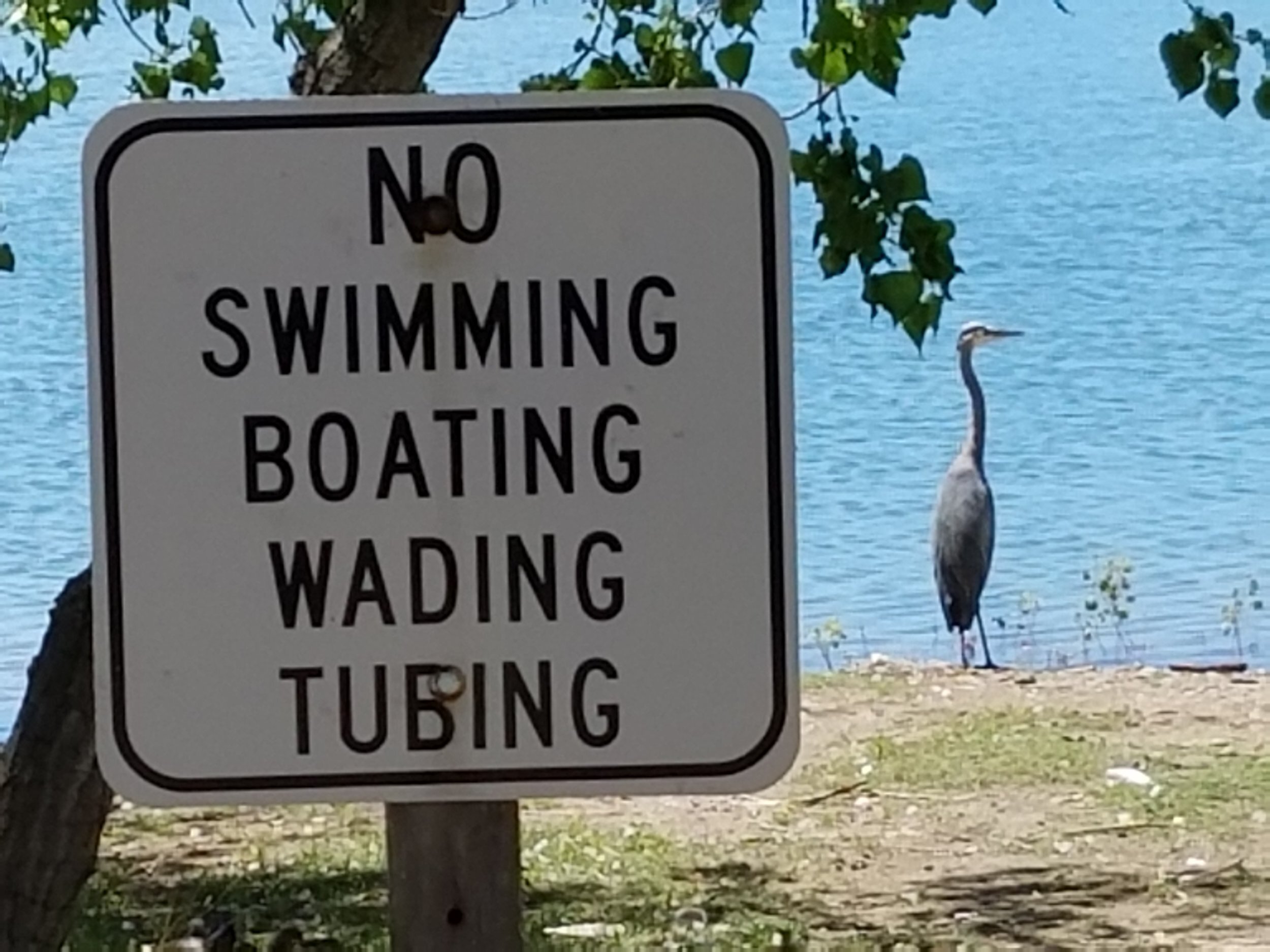 Heron+w+No+swimming+sign+6-14-17.jpg