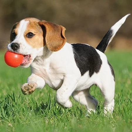 puppy.jpg