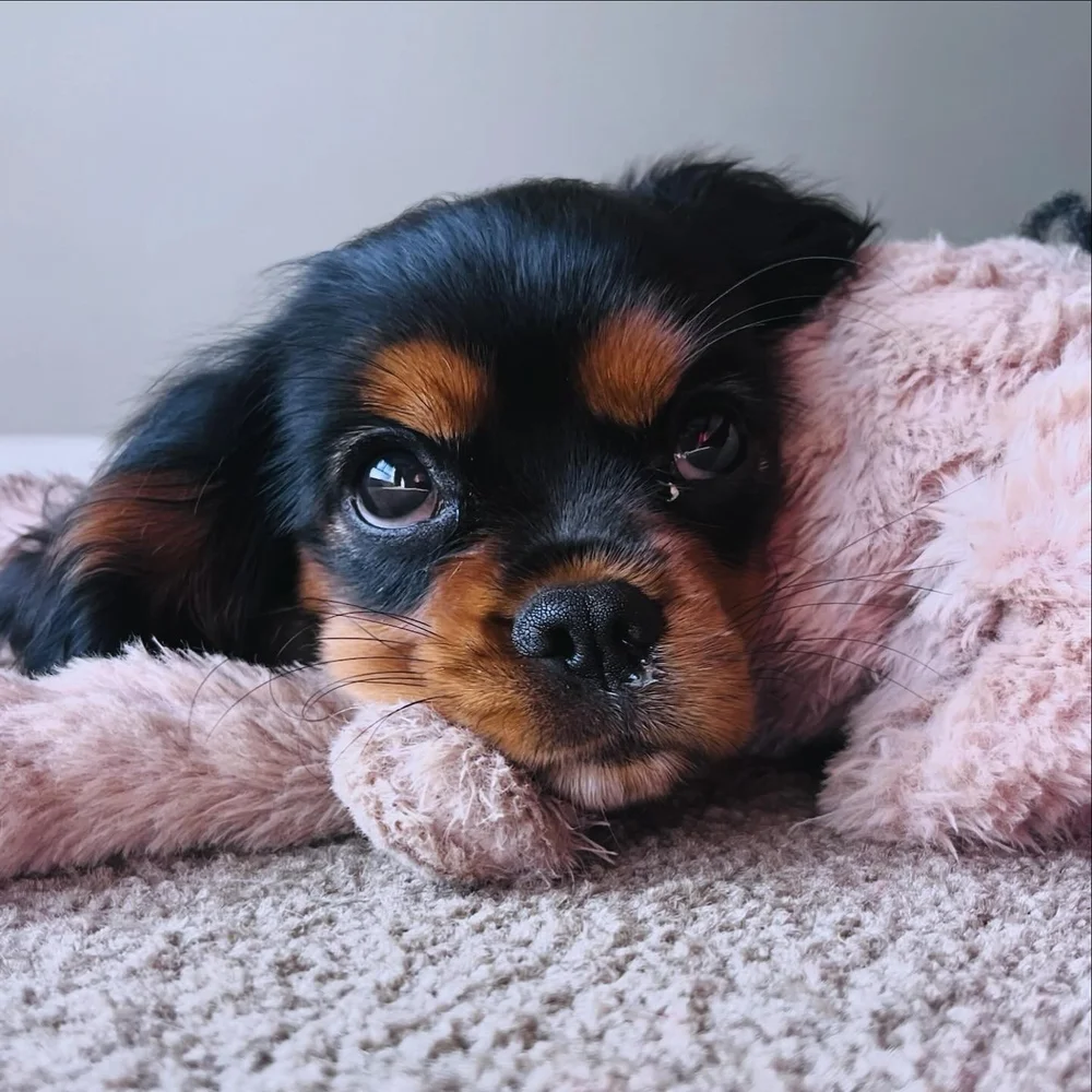 &ldquo;Every revolutionary ends by becoming either an oppressor or a heretic&rdquo; - Albert Camus

Although I am deeply heartened by the result last night, I am also acutely aware, regards this election more than ever of the more subtle workings beh