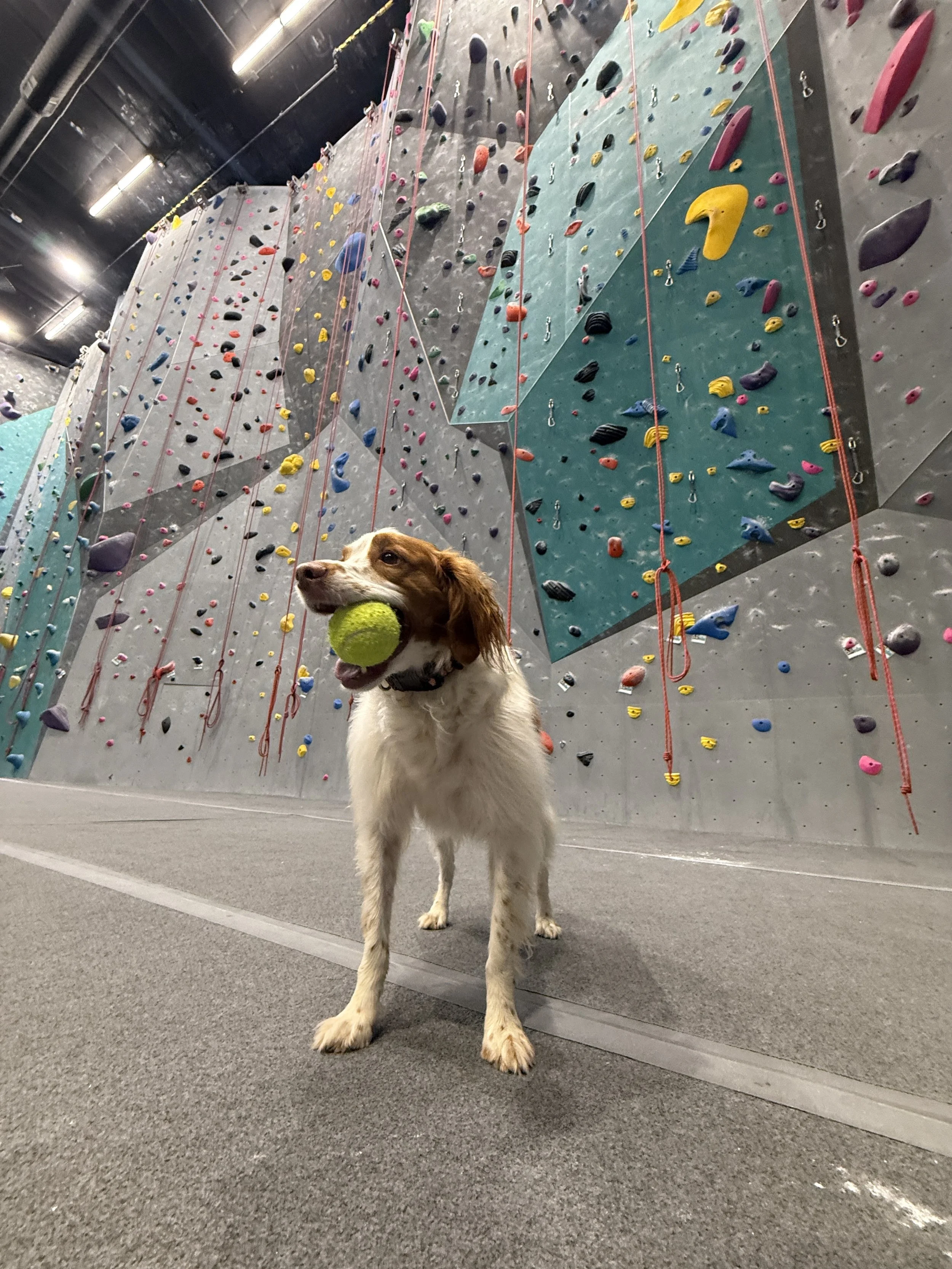 Boulder League Party and Comp