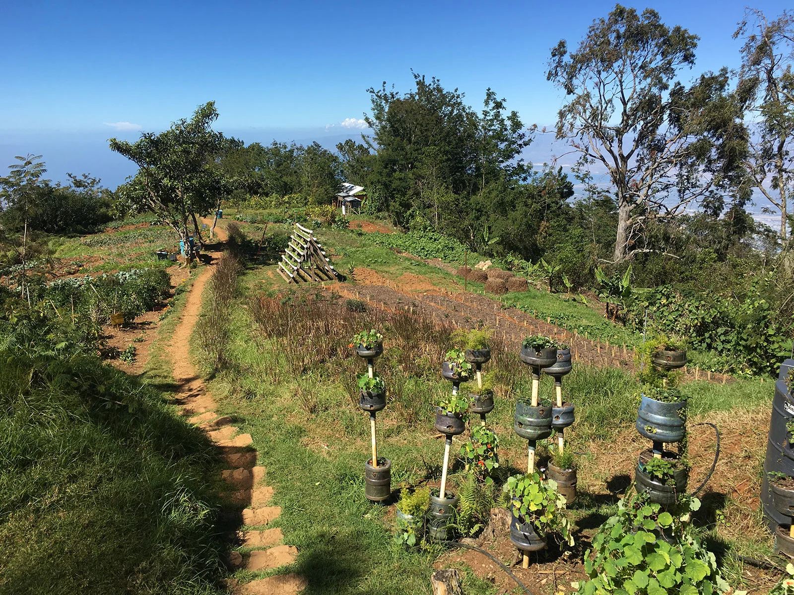 Wynne Farm ecological reserve in Kenscoff, Haiti