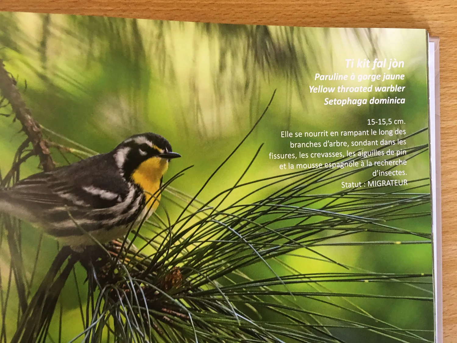 Les Oiseaux Dhaïti Wynne Farm