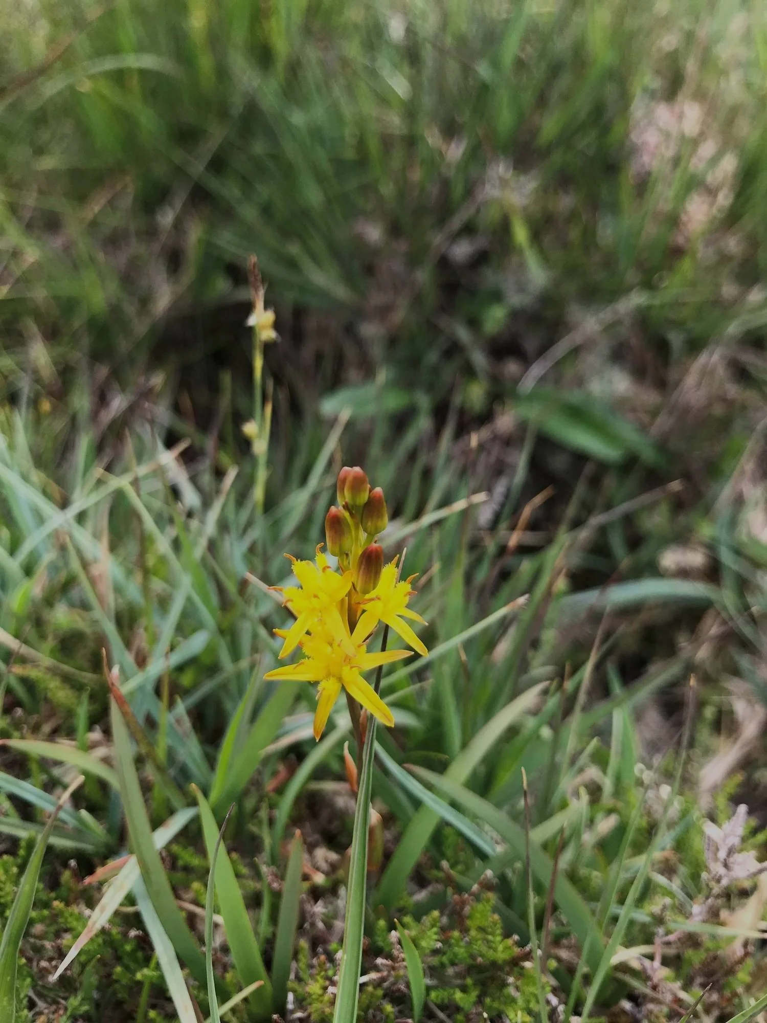 Close-up+of+a+small+yellow+wildflower+with+star-shaped+petals+and+unopened+bud+surrounded+by+green+grass+and+blurred+vegetation+in+the+background.jpg